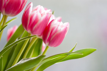 Bezauberndes weiß-rosa-rotes Tulpenblüten-Ensemble in der Nahaufnahme als Geschenk für liebe Menschen
