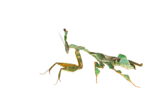 Ghost mantis against white background