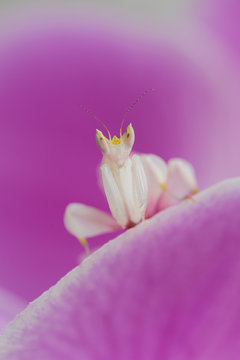 Close up of orchid mantis sitting on moth orchids