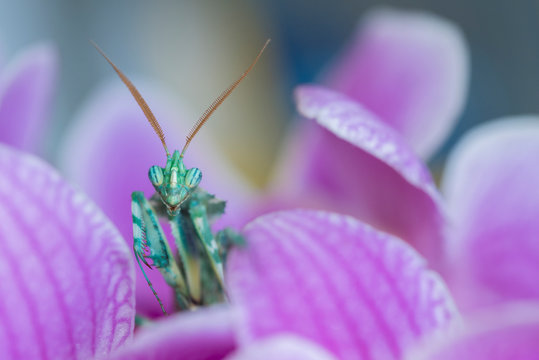 Close up of thistle mantis sitting on flower