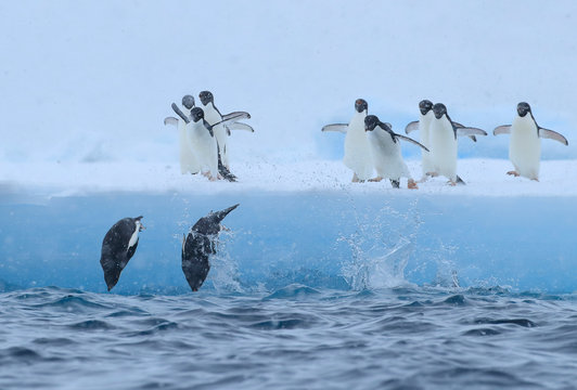 Group of adelie penguins diving in sea