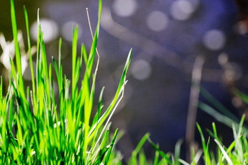 Grass by the river © Weronika