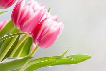 Bezauberndes weiß-rosa-rotes Tulpenblüten-Ensemble in der Nahaufnahme als Geschenk für liebe...