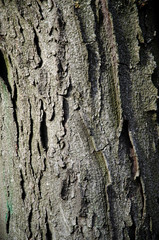 The texture of the tree, the bark in the park in the city center during the day