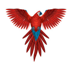 Colourful macaw parrot - multicoloured isolated flying bird - realistic and detailed illustration -  symmetrical design - 259209076