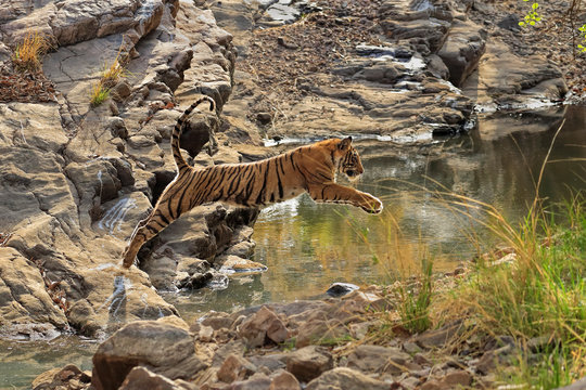 Bengal tiger jumping over waterhole at Ranthambore National Park
