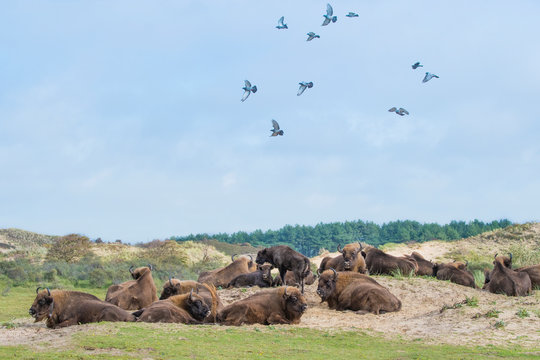 Herd of European bison and flock of rock pigeon at Zuid Kennemerland National Park