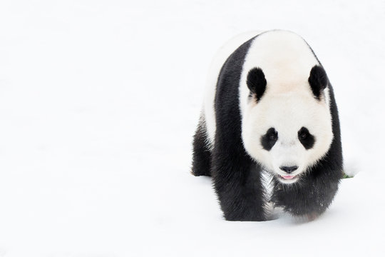Giant panda walking on snowy landscape