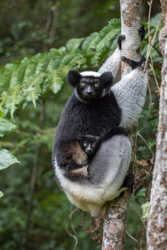 Portrait of Indri with infant sitting on tree