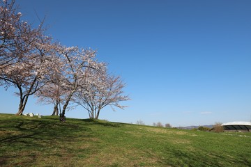 馬見丘陵公園の春