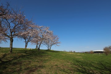 Obraz premium Wiosna w Mami Hillside Park