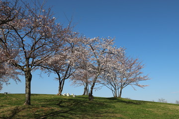 馬見丘陵公園の春