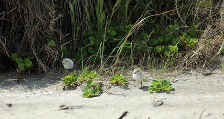 Dotterel Maoriregenpfeifer Neuseeland