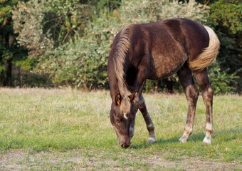 Fototapeta premium The foal of rare color is grazed on a meadow