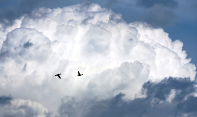 облака, небо, две утки летят.  фото виталия гиля