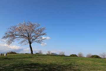 Obraz premium 馬見丘陵公園の春