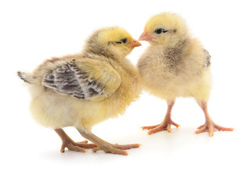 Two yellow chicken.