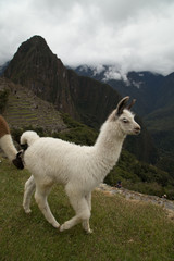 Llamas en Machu Picchu