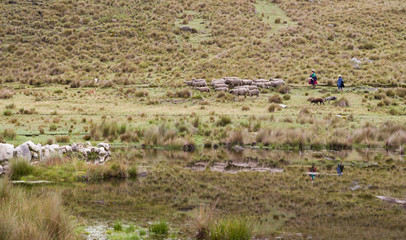 Shepherdess and daughter with sheep in Andes Peru lagoon.