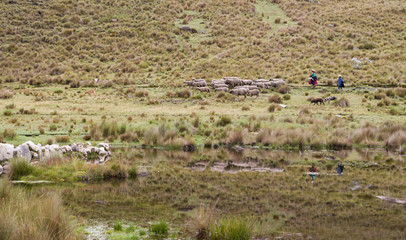 Fototapeta na wymiar Shepherdess and daughter with sheep in Andes Peru lagoon.