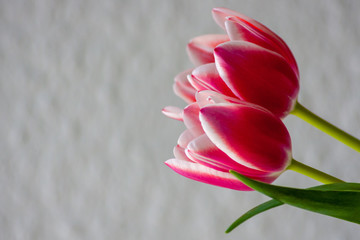 Bezauberndes weiß-rosa-rotes Tulpenblüten-Ensemble in der Nahaufnahme als Geschenk für liebe...