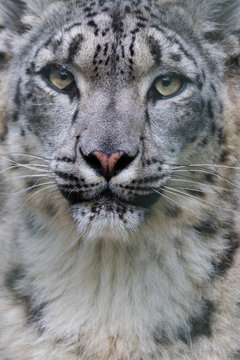 Portrait of snow leopard