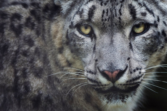 Portrait of snow leopard