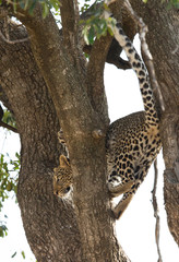 A juvenile leopard on a tree at Masai Mara, Kenya
