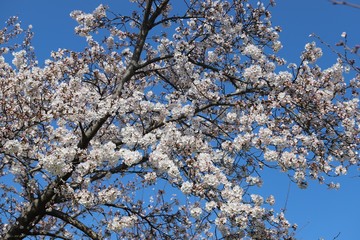 馬見丘陵公園の春