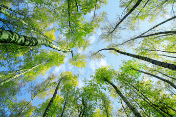 natural background bottom view of the tops of birch trees stretch towards the blue sky with green...