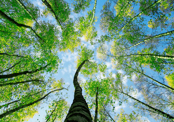 natural background bottom view on the tops of the trees stretch towards the blue sky with green succulent fresh leaves in spring in the park
