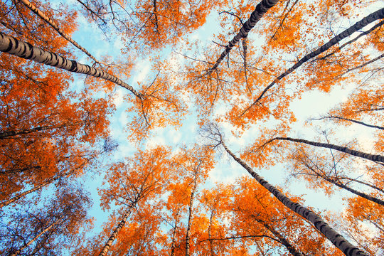 Natural background view of the bottom of the tops of the trees stretch to the blue sky with yellow and red bright leaves in the autumn park - Powered by Adobe