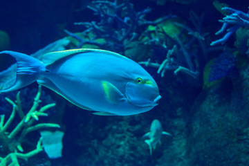 Naklejka na ściany i meble exotic sea fish Oceanarium