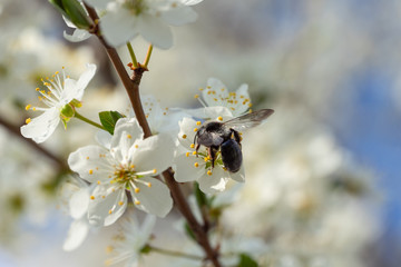 Mining Bee on sloe blossoms