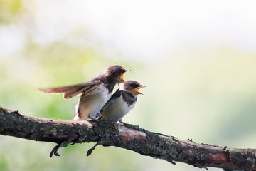 two little plump funny chicks of the village Swallows sit together on a branch and wait for the parents of the birds to open their beaks wide open