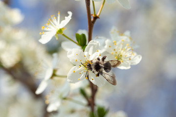 Mining Bee on sloe blossoms