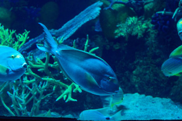 Fototapeta na wymiar exotic sea fish Oceanarium