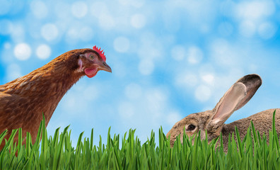 Wer hat das Ei? Osterhase und Huhn im Gras