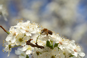 Honey bee in spring on sloe blossoms