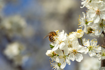 Honey bee in spring on sloe blossoms