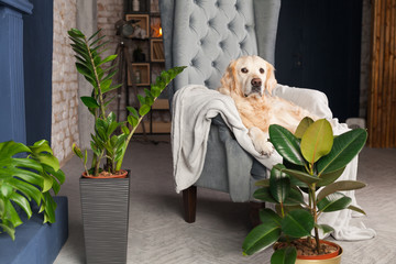 Happy golden retriever puppy dog on gray armchair in luxury house or hotel lobby. Green plants near...