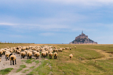Moutons au Mont Saint michel