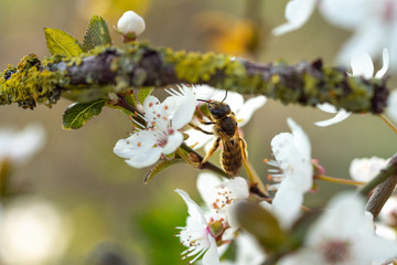 Solitary bee on sloe blossom