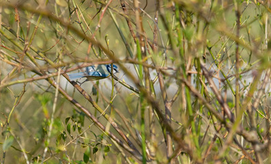 Blue tit flying through a bush