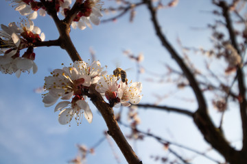 Honey Bee on apricot blossoms