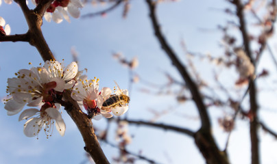 Honey Bee on apricot blossoms