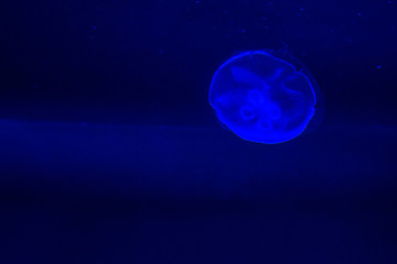 exotic sea fish Oceanarium