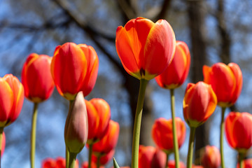 Red tulips and blue sky, sunny spring day. Bright red tulip photo background, artistic spring summer nature concept.