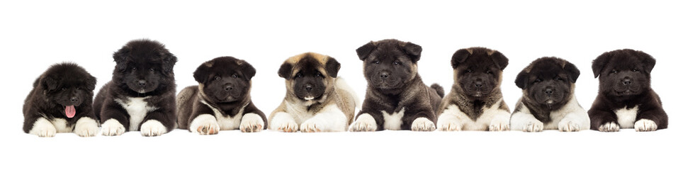 set of puppies of American Akita breed on a white background