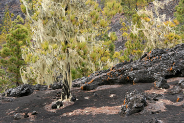 Baumbewuchs in den Arenas negras am Vulkan Garachico, Teneriffa